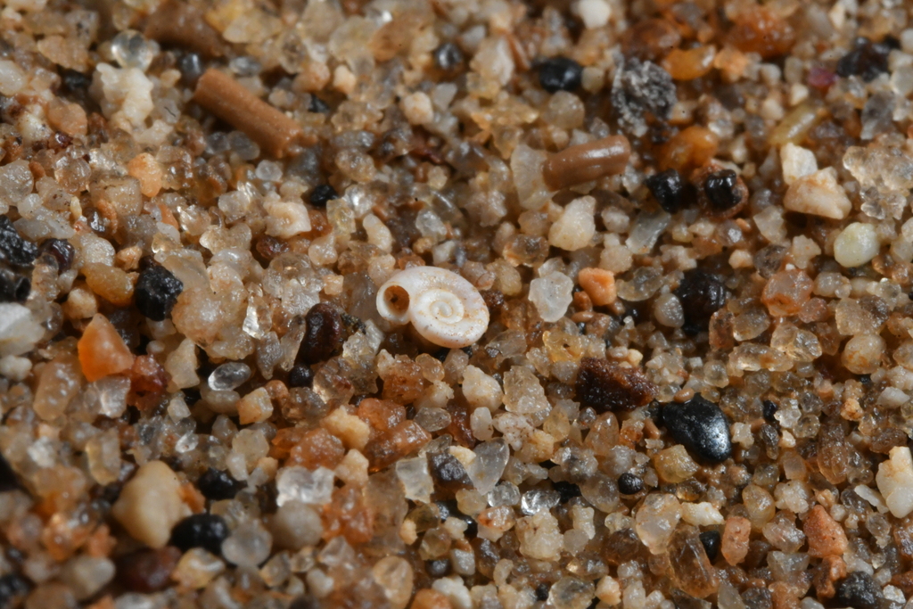 Hadziella ephippiostoma
