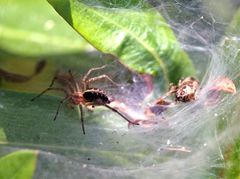 Agelena labyrinthica