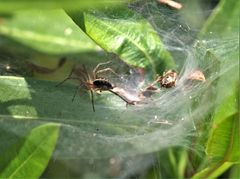 Agelena labyrinthica