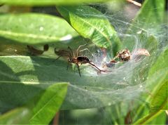 Agelena labyrinthica
