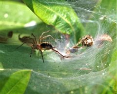 Agelena labyrinthica