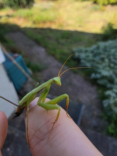 European Mantis