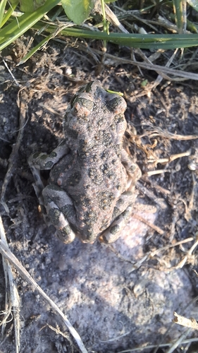 Green Toad