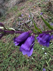 Penstemon gentianoides, photograph (c) Andrea Villarreal Rodríguez, some rights reserved (CC BY)