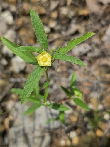 hispid false mallow