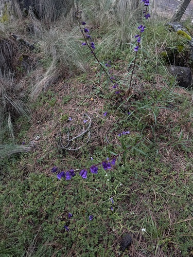 Penstemon gentianoides, photograph 5