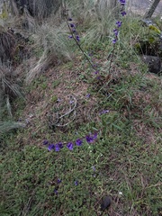 Penstemon gentianoides, photograph (c) Andrea Villarreal Rodríguez, some rights reserved (CC BY)