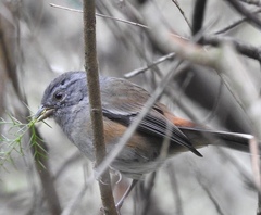 Microspingus cabanisi