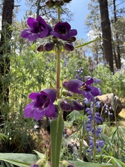 Penstemon gentianoides, photograph (c) Andrea Villarreal Rodríguez, some rights reserved (CC BY)