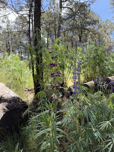 Penstemon gentianoides, photograph 3