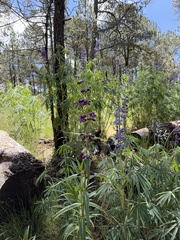 Penstemon gentianoides, photograph (c) Andrea Villarreal Rodríguez, some rights reserved (CC BY)