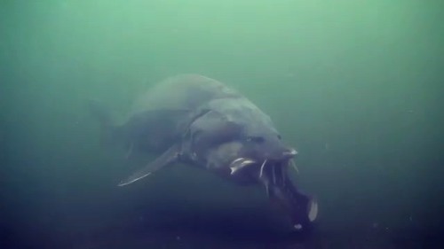 Beluga Sturgeon