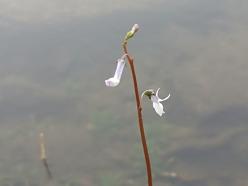 Water Lobelia