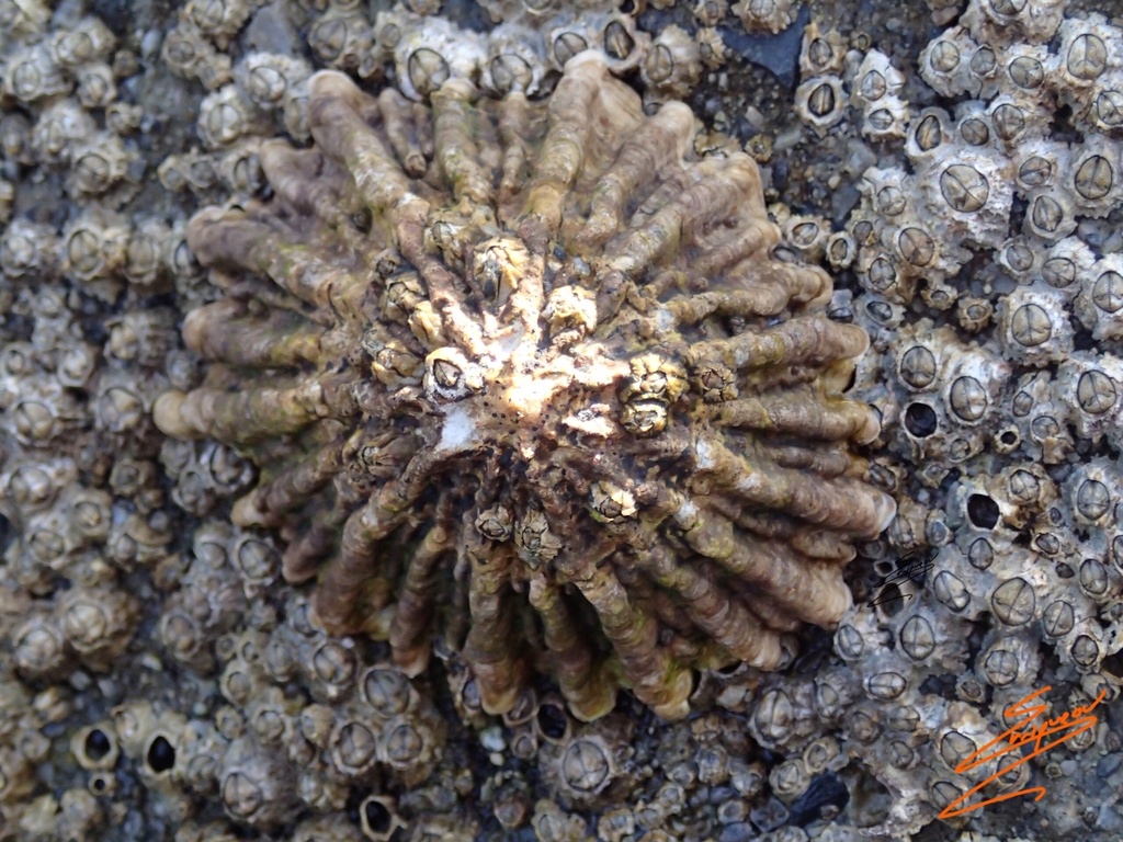 Patella ferruginea