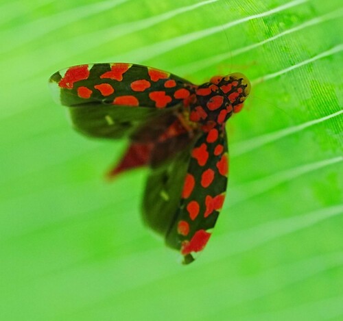 Ladoffa dependens