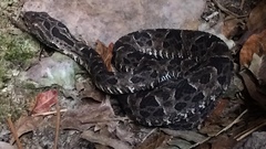 Bothrops pubescens