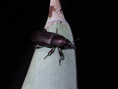 Rhinostomus frontalis