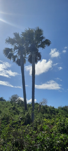 borassus palm