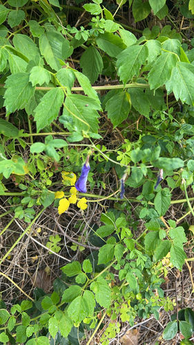 Clitoria ternatea observed 2026-08-09