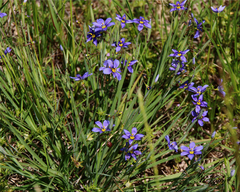 Sisyrinchium chilense