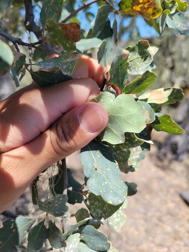 iNaturalist observation photo of Dumosae