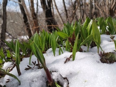Allium ochotense