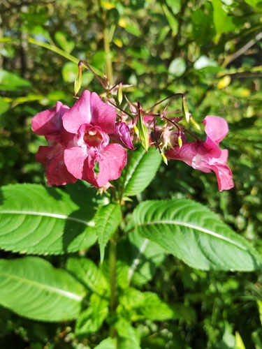 Himalayan balsam