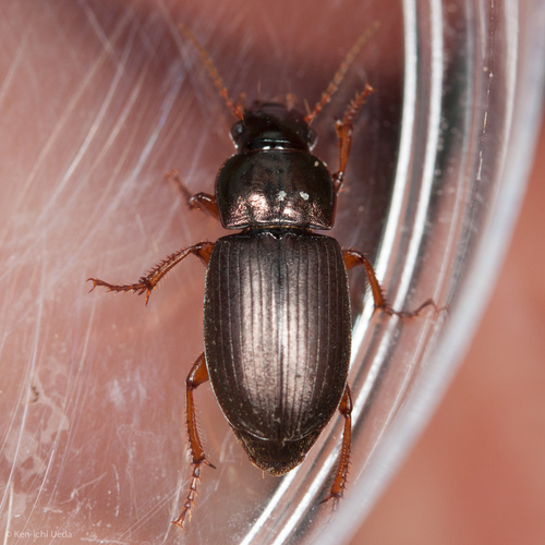 Metallic Harpalus photo 3