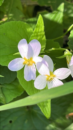Canada Violet