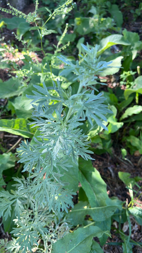 absinthe wormwood