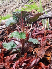 Urtica platyphylla