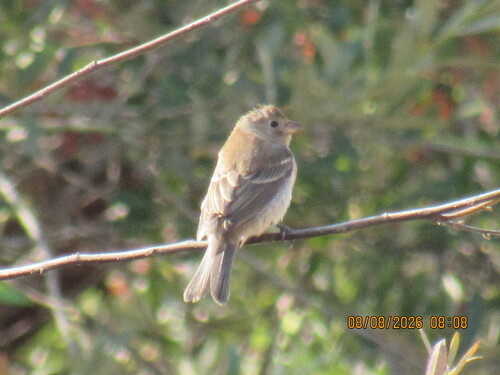 Passerina amoena observed 2026-08-08
