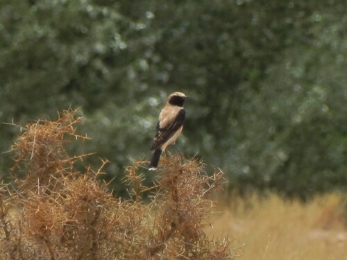 Desert Wheatear