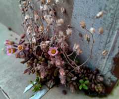 Sedum mucizonia