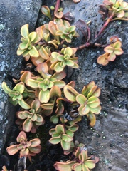 Penstemon davidsonii