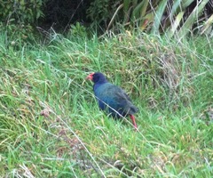 Porphyrio hochstetteri