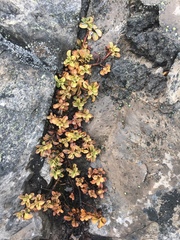 Penstemon davidsonii