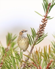 Striated Fieldwren photo 3