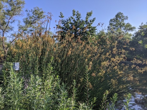 iNaturalist observation photo of California bulrush