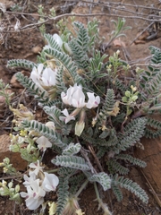 Astragalus parryi