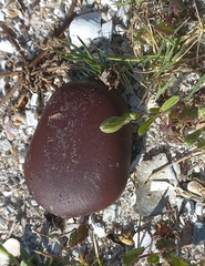 Entada rheedei