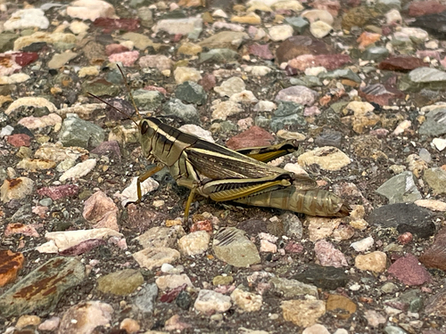Two-striped Grasshopper