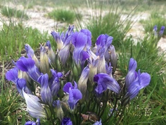 Gentianeae