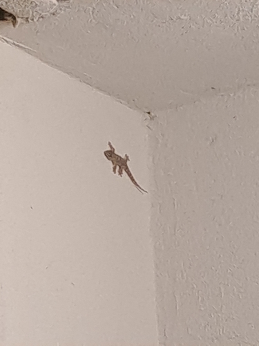 Moorish Gecko