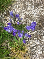 Gentianeae