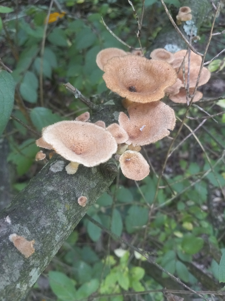 Hairy Oyster Mushroom · August 2026 · photo: Photo: (c) Aleks, some rights reserved (CC BY) · iNaturalist