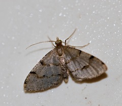 Chrioloba perpusilla