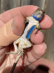 Sceloporus occidentalis