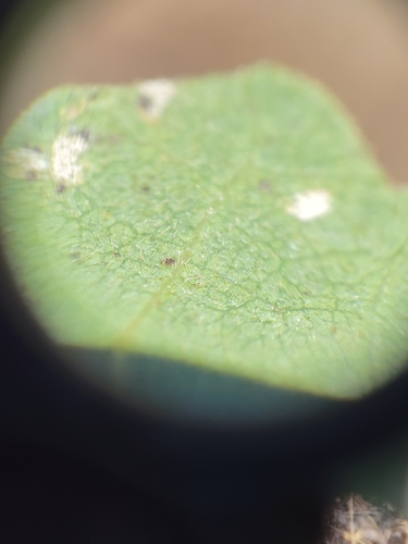 iNaturalist observation photo of Microstroma album