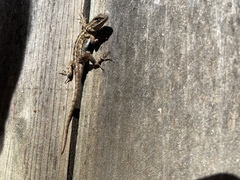 Sceloporus occidentalis